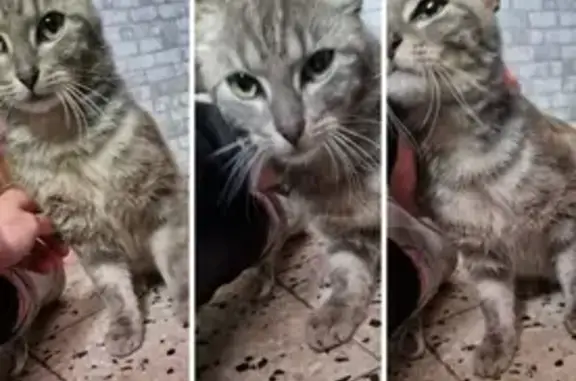 Chaton perdu cherche famille - photo