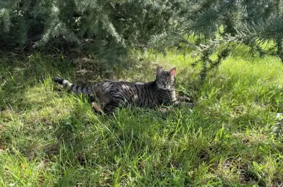 Chat perdu, , photo: Chatte Européenne tigrée perdue