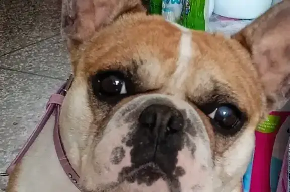 Chien perdu Joué-lès-Tours, photo : Bouledogue blanc/marron perdu