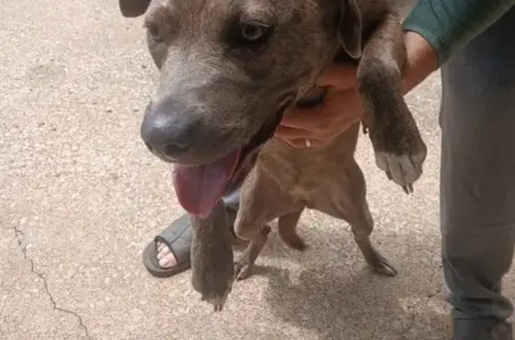 Found Dog Near 3082 Brent AL - Help Identify!