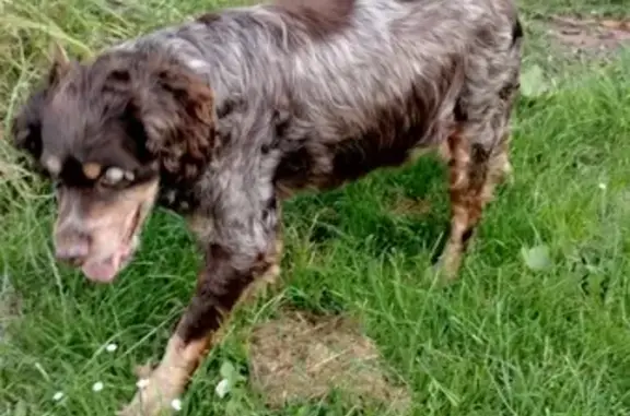 Chien trouvé , photo: Chien dodu et malade trouvé