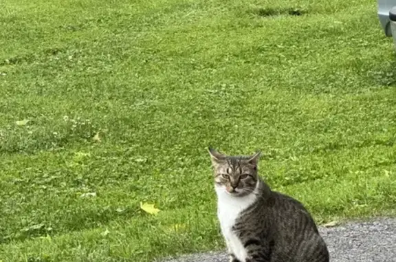 Help Find Lost Cat on Frazier Rd, Morristown!