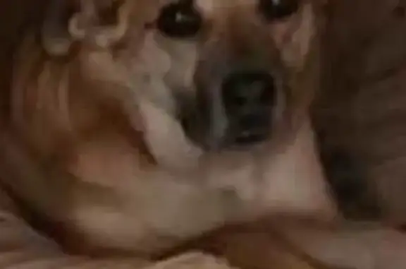 Lost Good Boy: Medium Brown Dog - Tacoma!