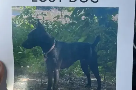 Lost Dog Alert: Black, Clipped Tail - Richmond