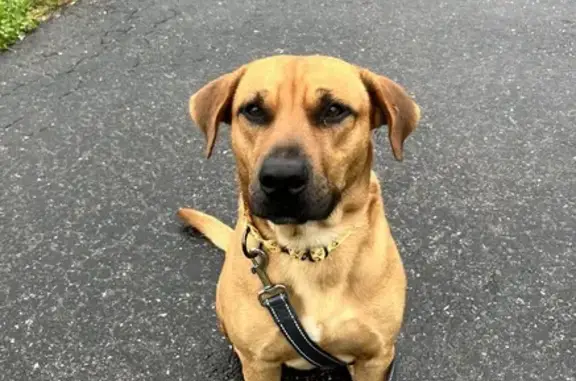 Lost Dog in Boston: 50lb Tan Mix - Help!