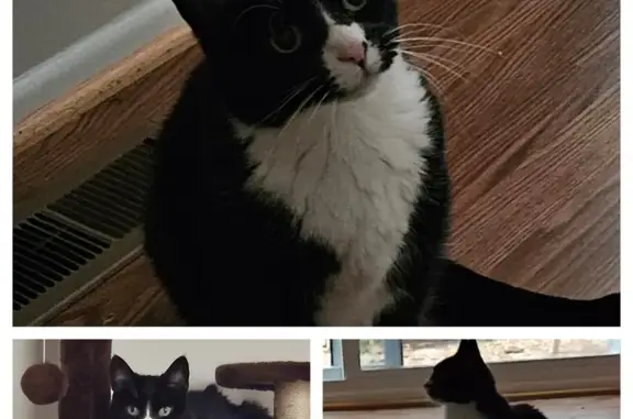 Lost Cat Ray: Black & White, Shy - 11932 Columbia