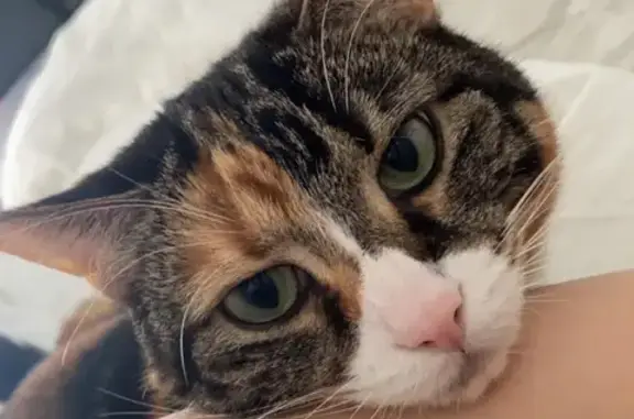 Lost Calico-Tabby Mix: Green Eyes in Medina!