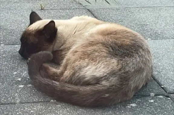 Chat trouvé Saint-Léonard, photo: Chat siamois émacié trouvé