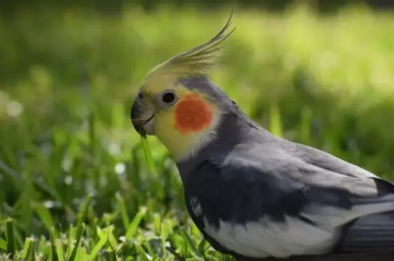 Lost Male Cockatiel - Flew from Alice St #66!