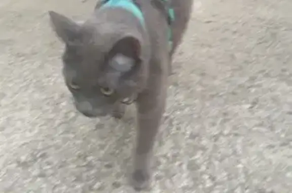 Chat harnais bleu trouvé - photo
