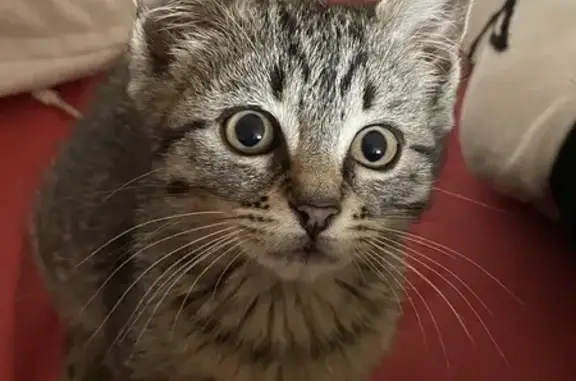 Chaton femelle gris trouvé - photo