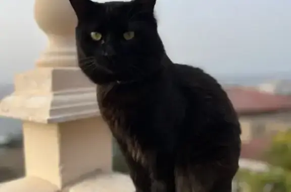 ¡Ayuda! Gato Macho Perdido - Collar Rojo