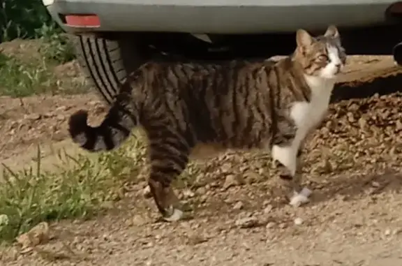 Chat errant câlin à Eclassan - photo