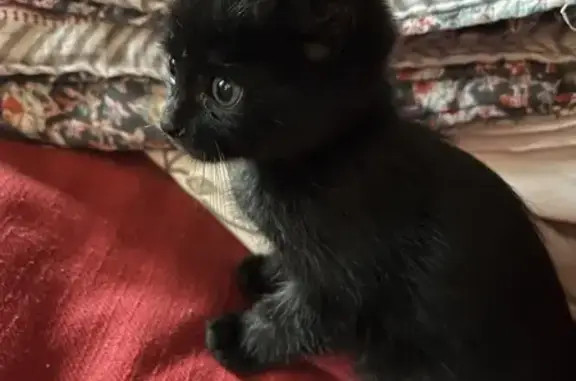 Chaton noir seul trouvé au Pontet - photo