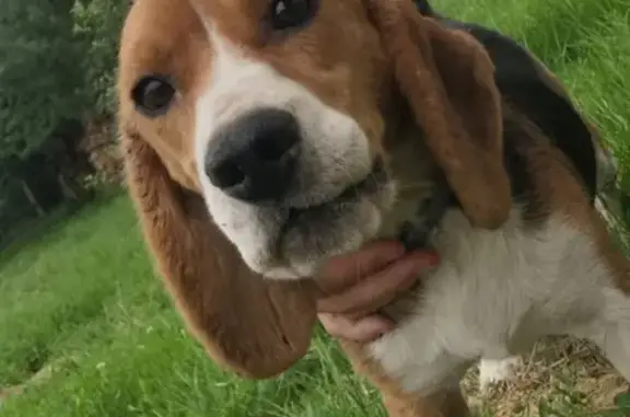 Chiot beagle perdu à Mancioux - photo