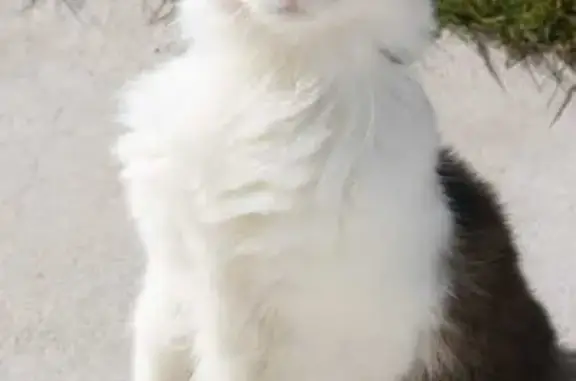 Chat perdu, , photo: Chatte perdue à Barbonne-Fayel