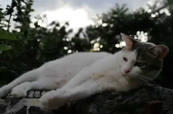 Animaux perdus , photo: Chatte tricolore perdue à Challes