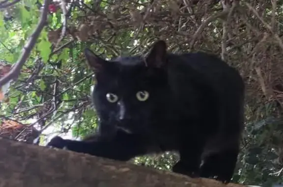 Lost Black Cat in Milners, Leeds - Help!