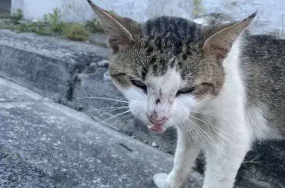 Chat maigre et blessé vu à La Rochelle - photo