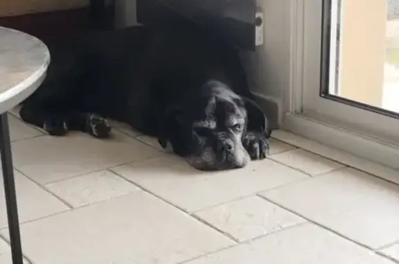 Chien perdu Les Sorinières, photo : Chien Cane Corso perdu, Les Sorinières
