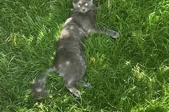 Animaux perdus Argenteuil, photo: Chat gris peureux disparu à Argenteuil