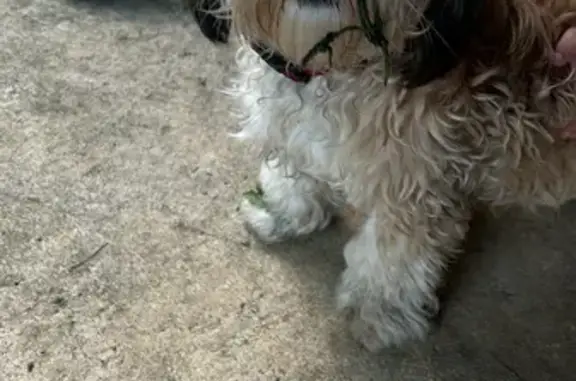 Bichon beige trouvé à La Puye - photo