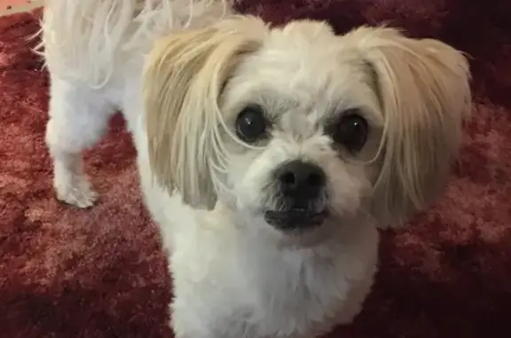 Lost Maltese Mix - White/Tan, Orange Jacket!