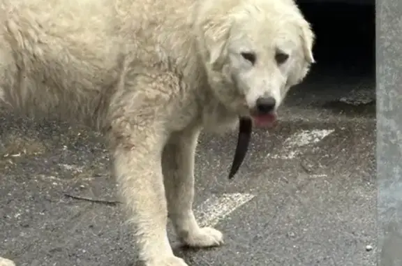 Chien perdu à Seyssinet-Pariset - photo