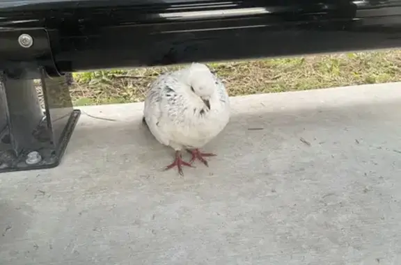 Lost Dove Found at Gold Coast...