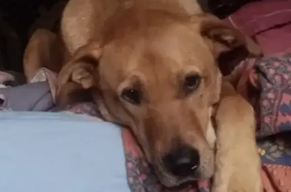 Chien perdu , photo : Chien et chienne perdus à Fontpédrouse