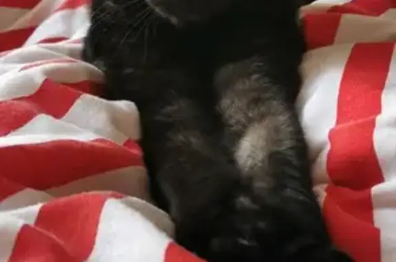 Animaux perdus Lagny-sur-Marne, photo: Chat Tabby Smoke Perdu à Lagny