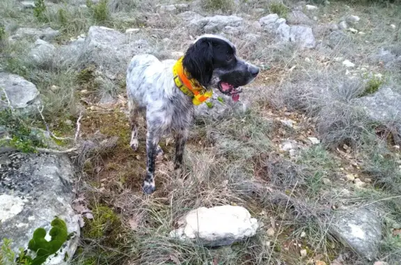 Chien perdu Agde, photo : Chien Setter anglais perdu à Agde