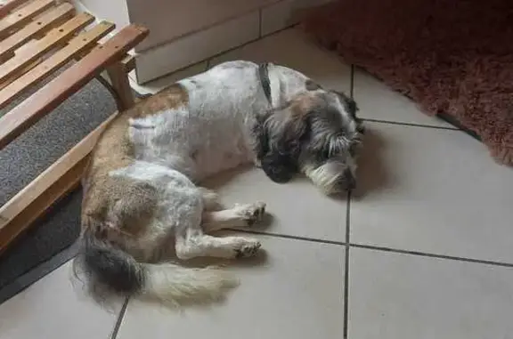 Chien Griffon beige/gris perdu - photo