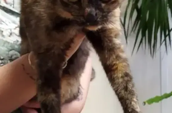 Chatte écaille perdue à Auzeville - photo