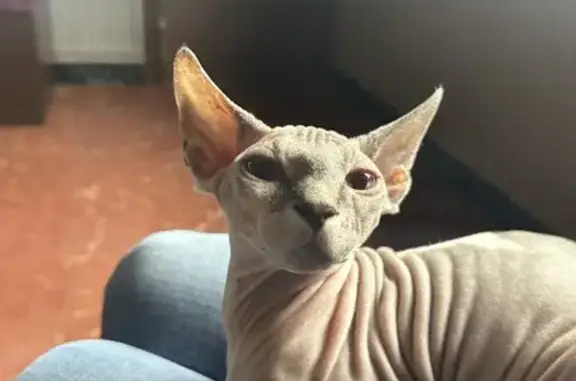 ¡Ayuda! Gata Sphynx Perdida en Sant Cugat