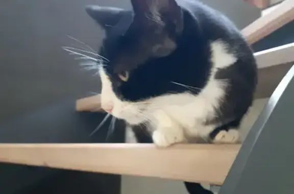 Chat perdu, Périgny, photo: Chatte bicolore disparue à Perigny