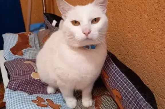 Animaux perdus Ostricourt, photo: Chatte Bijou perdue à Ostricourt