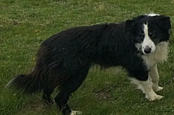 Chien perdu , photo : Border Collie aveugle perdu