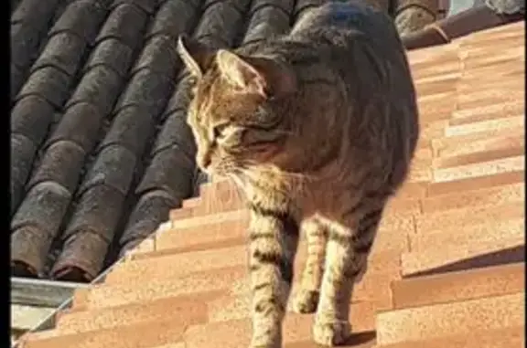 Chat perdu, La Rochelle, photo: Chat tigré perdu à La Rochelle