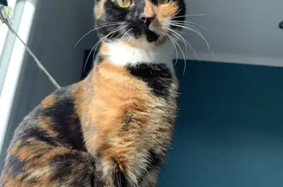 Chaton Ulix perdu - Beauvois - photo