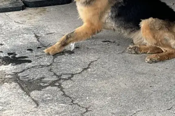 Found Female German Shepherd near W 10th St!