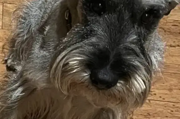 Lost Schnauzer Bowie - Call 0439853586 Help!