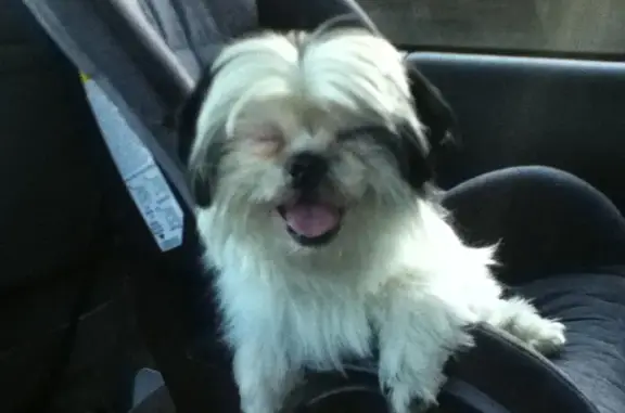 Lost Shih Tzu in Akron - Help Find Him!