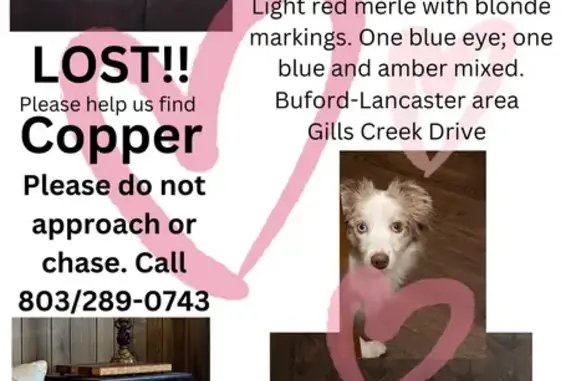 Lost Aussie Shepherd - Light Red Merle Male!