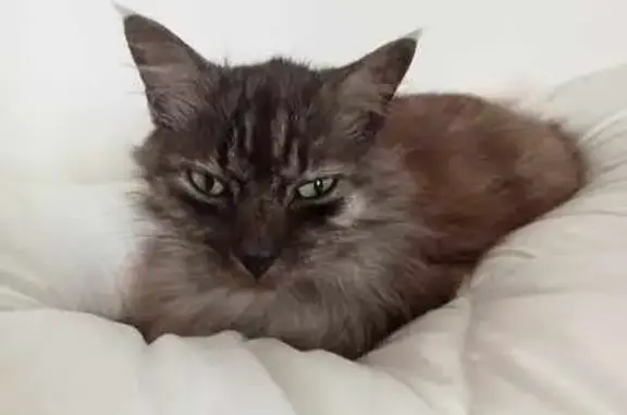 Animaux perdus La Roche-sur-Yon, photo: Chat gris Maine Coon/Angora perdu