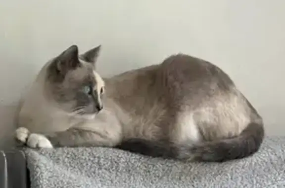 Chatte siamoise disparue à Saint-Pierre - photo