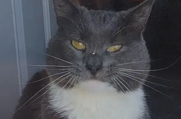 Lost Gray Tuxedo Cat - Check Under Decks!