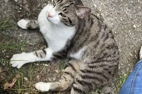 Chat câlin trouvé à Cherbourg - photo