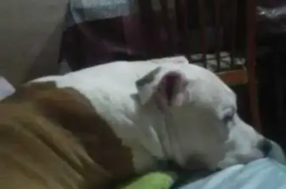 ¡Alerta! Perro Marrón/Blanco Perdido en Paterna