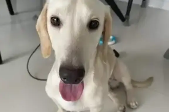 Lost White Male Dachshund at Woodlands Ave 6!